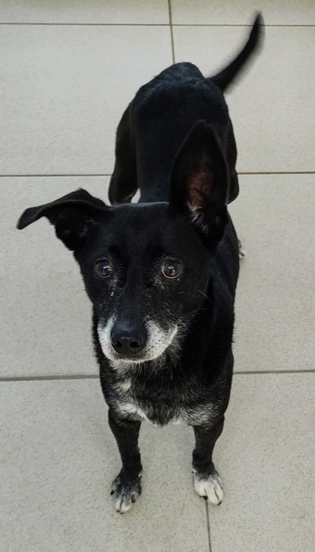 Jamal possui pelo preto com manchas brancas na região do focinho, do peito e das patas. Ele está em pé olhando para câmera.